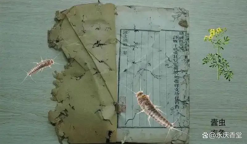 京城草木志 | “夏日信使”苦楝树