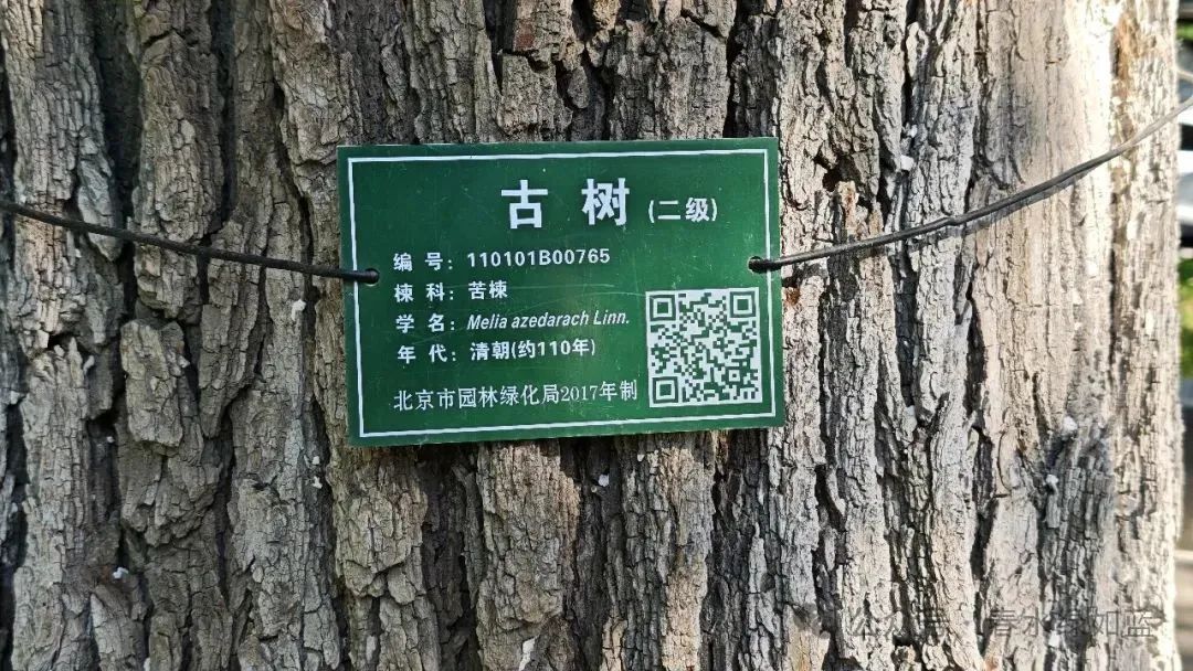 京城草木志 | “夏日信使”苦楝树