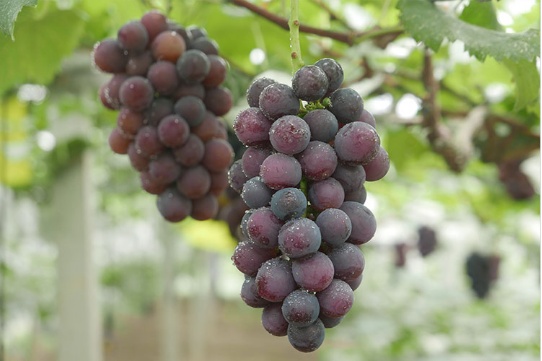 葡萄季临近,哪种香型是你的爱? 葡萄季临近,哪种香型是你的爱?