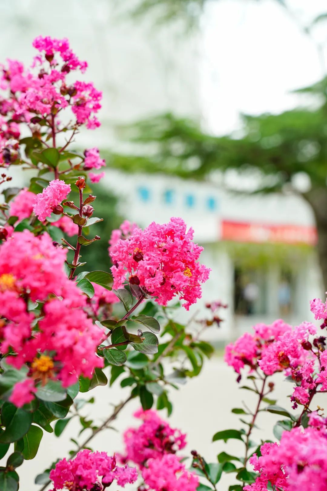 镜头下的北京科学中心丨紫薇