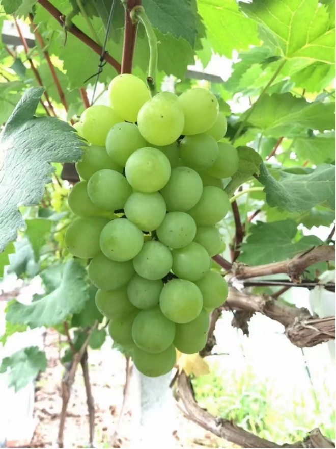 葡萄季临近,哪种香型是你的爱? 葡萄季临近,哪种香型是你的爱?