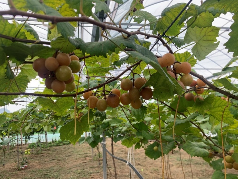 葡萄季临近,哪种香型是你的爱? 葡萄季临近,哪种香型是你的爱?