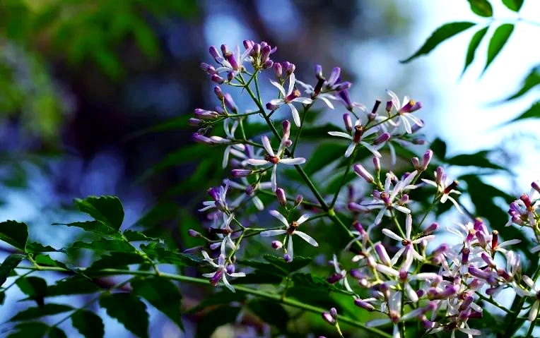 京城草木志 | “夏日信使”苦楝树