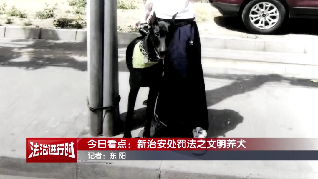 养宠人士注意！2026年1月1日起执行！违反者可被拘留！
