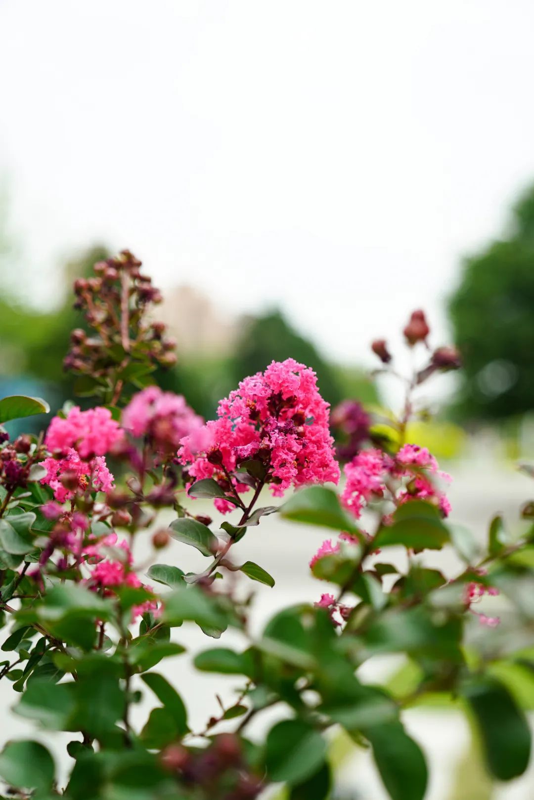 镜头下的北京科学中心丨紫薇