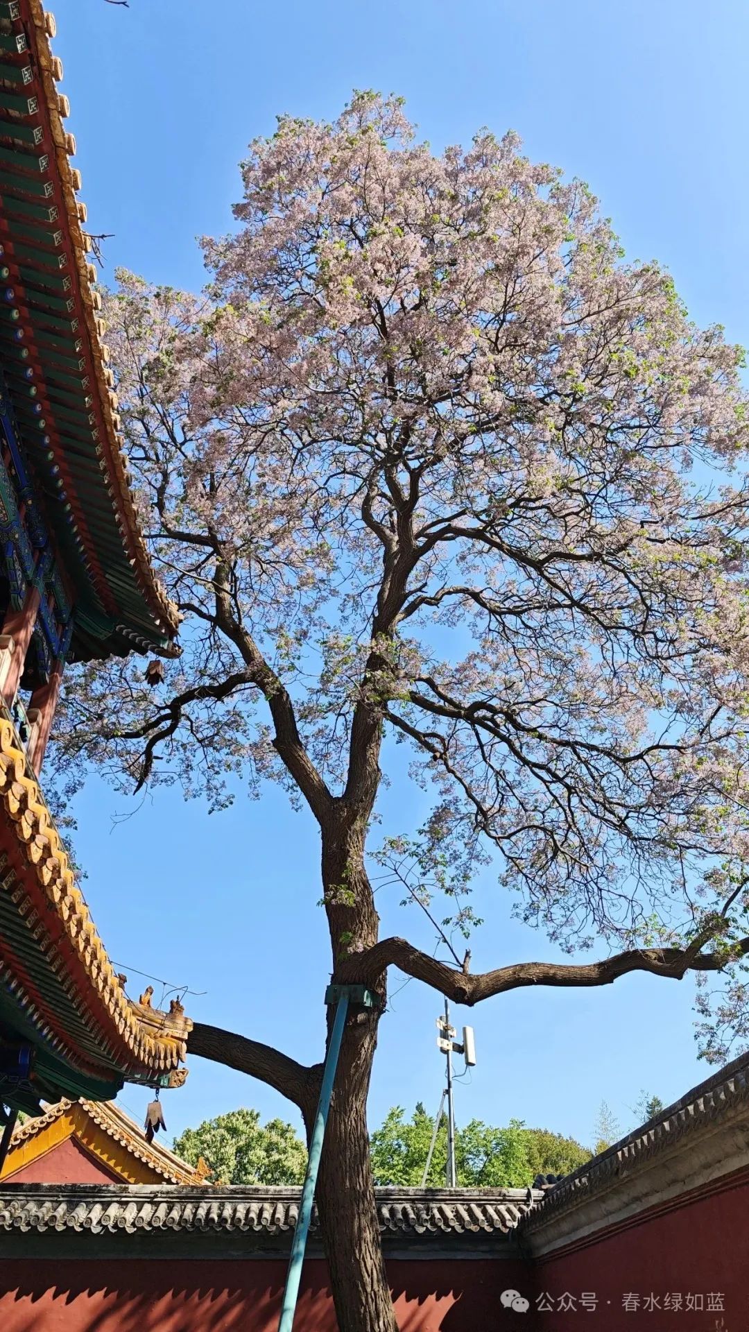 京城草木志 | “夏日信使”苦楝树