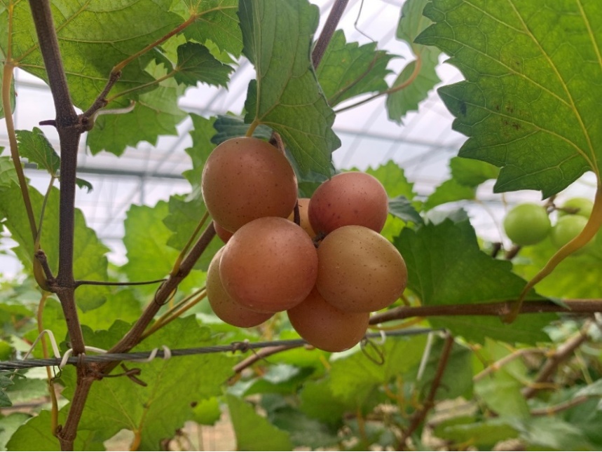 葡萄季临近,哪种香型是你的爱? 葡萄季临近,哪种香型是你的爱?