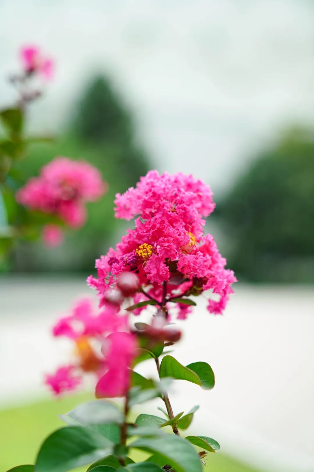 镜头下的北京科学中心丨紫薇