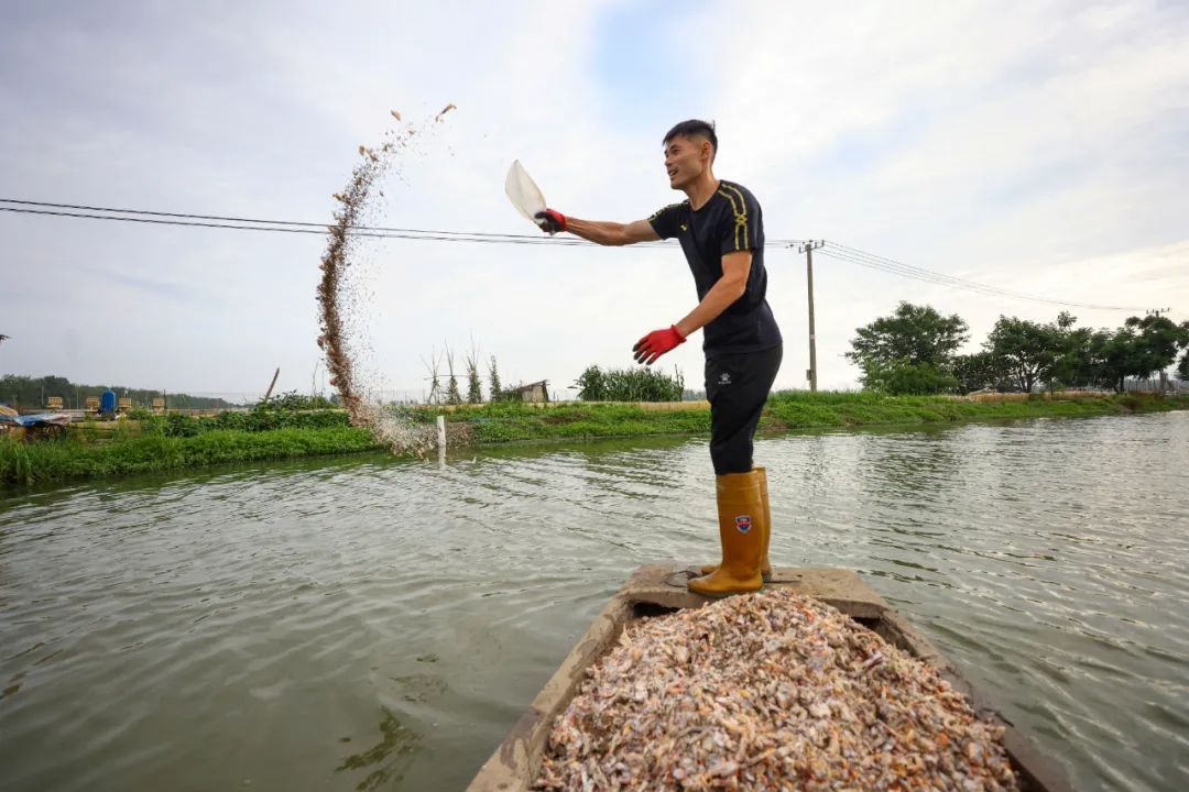 “忙时踢球，闲时养蟹”