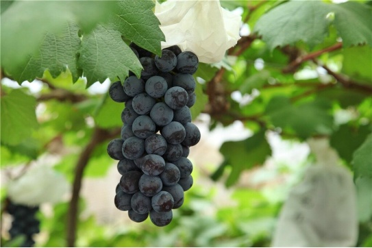 葡萄季临近,哪种香型是你的爱? 葡萄季临近,哪种香型是你的爱?