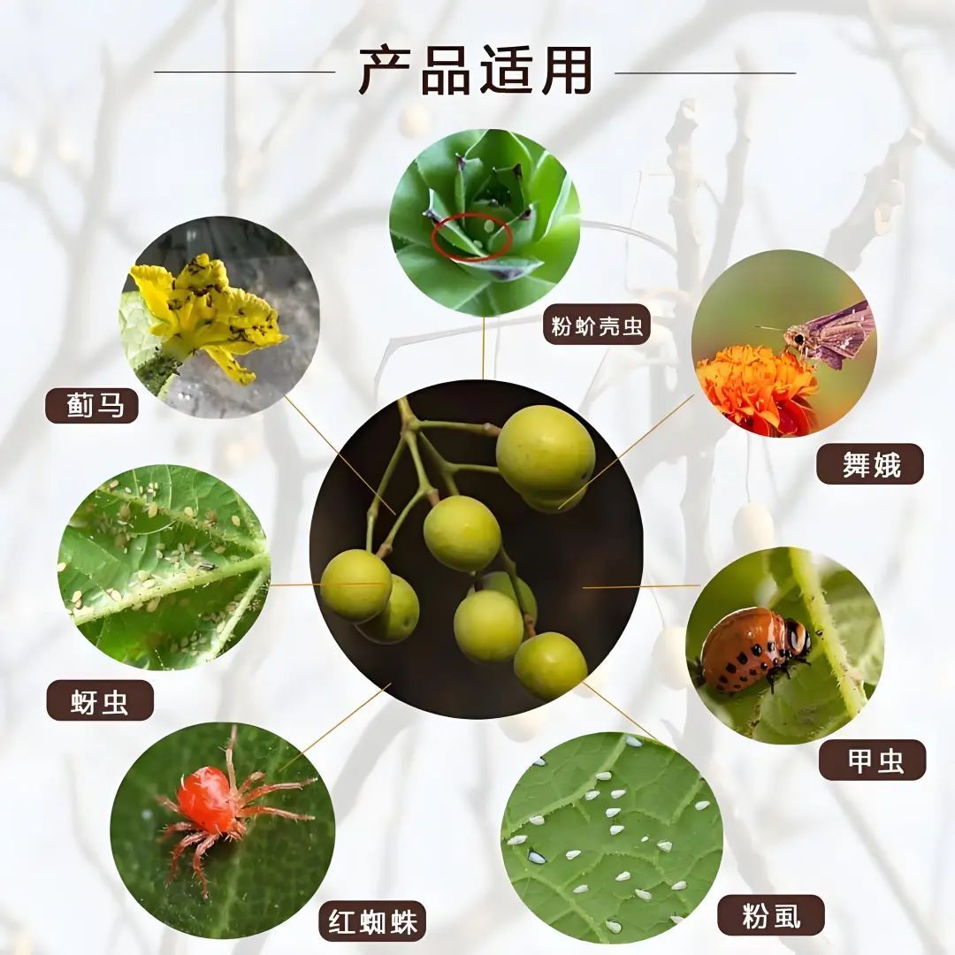 京城草木志 | “夏日信使”苦楝树