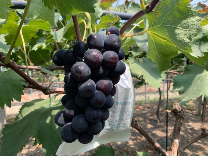 葡萄季临近,哪种香型是你的爱? 葡萄季临近,哪种香型是你的爱?