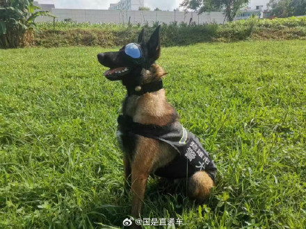 汪汪队又立大功啦！