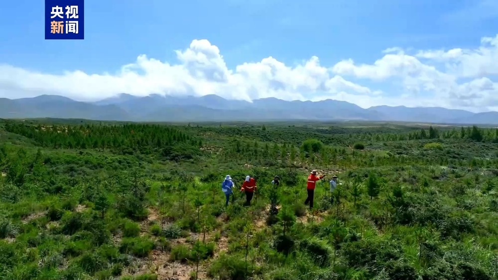 数十万亩绿进沙退!探访青海湖流域沙地里的“绿色网格” 数十万亩绿进沙退!探访青海湖流域沙地里的“绿色网格”