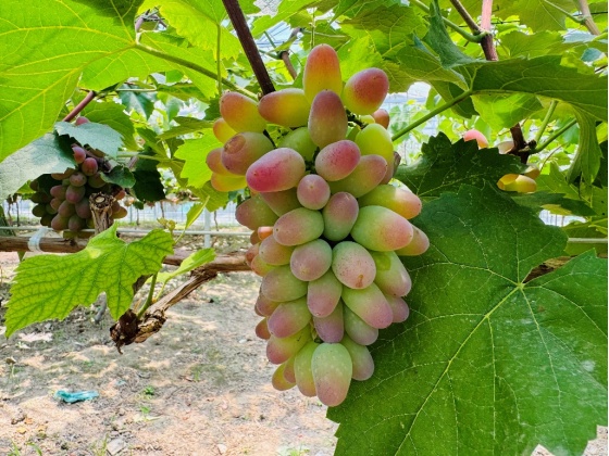 葡萄季临近,哪种香型是你的爱? 葡萄季临近,哪种香型是你的爱?