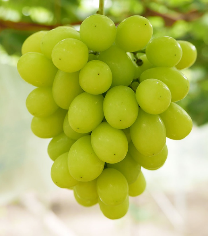 葡萄季临近,哪种香型是你的爱? 葡萄季临近,哪种香型是你的爱?