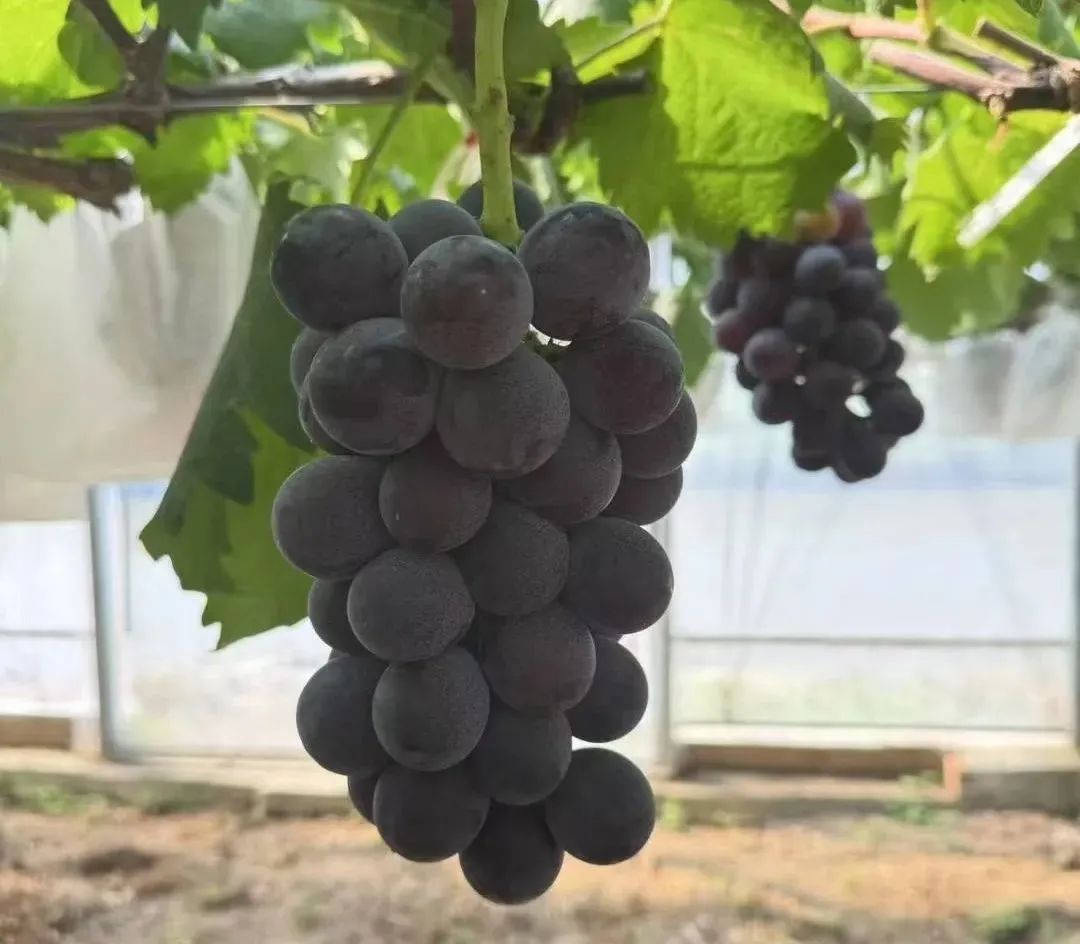 葡萄季临近,哪种香型是你的爱? 葡萄季临近,哪种香型是你的爱?