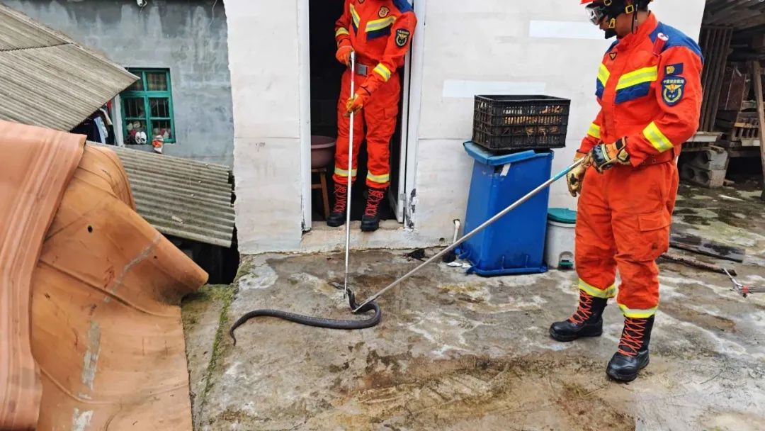 厕所惊现眼镜蛇!消防员抓捕时,它发出“嘶嘶”威胁声 厕所惊现眼镜蛇!消防员抓捕时,它发出“嘶嘶”威胁声