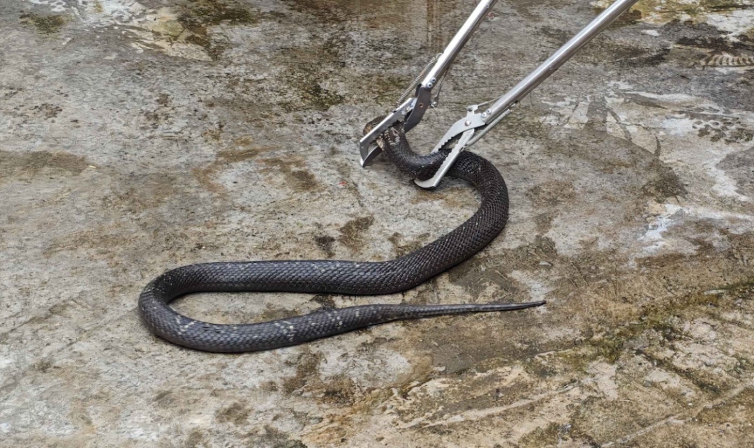 厕所惊现眼镜蛇!消防员抓捕时,它发出“嘶嘶”威胁声 厕所惊现眼镜蛇!消防员抓捕时,它发出“嘶嘶”威胁声