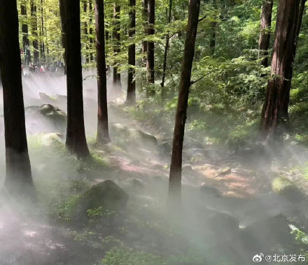 连续高温、加时开放！北京这处“迷雾森林”火了，大排长队！