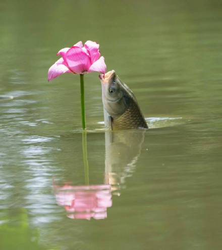 愿你如鱼得水！网友拍到罕见鱼咬荷花画面