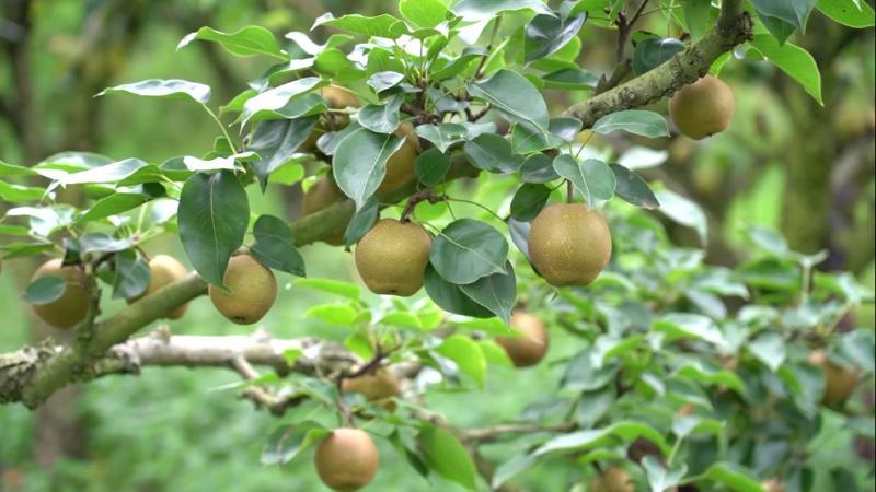 江西南昌：应对高温收果保叶 梨园飘香采收忙