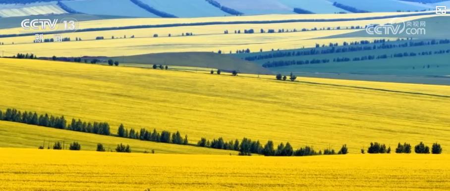 天山牧场、油菜花海、湿地漂流……大美中国夏日风光美如画 农文旅融合绘新景 天山牧场、油菜花海、湿地漂流……大美中国夏日风光美如画 农文旅融合绘新景