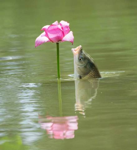 愿你如鱼得水！网友拍到罕见鱼咬荷花画面