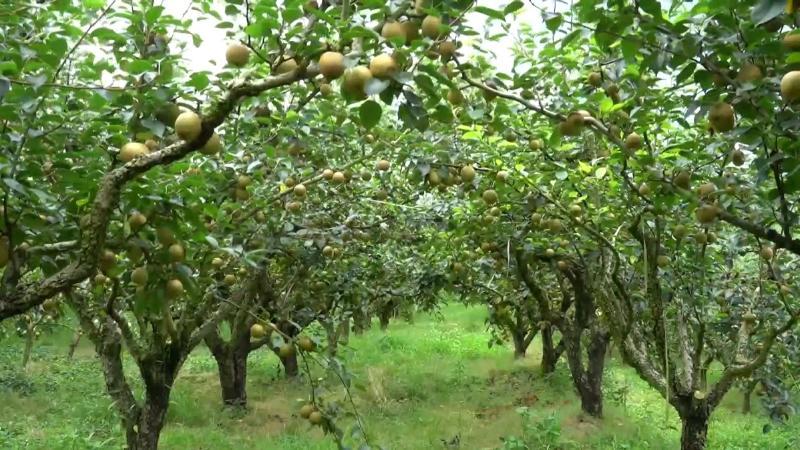 江西南昌：应对高温收果保叶 梨园飘香采收忙