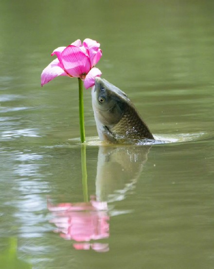 愿你如鱼得水！网友拍到罕见鱼咬荷花画面