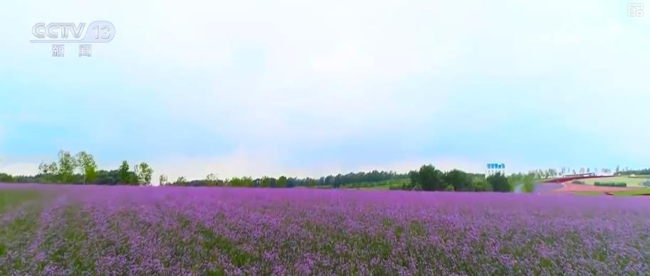 天山牧场、油菜花海、湿地漂流……大美中国夏日风光美如画 农文旅融合绘新景 天山牧场、油菜花海、湿地漂流……大美中国夏日风光美如画 农文旅融合绘新景