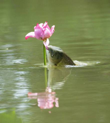 愿你如鱼得水！网友拍到罕见鱼咬荷花画面