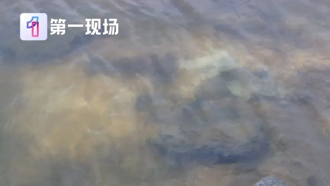病死率高达97%！家长：还能带孩子去游泳吗？