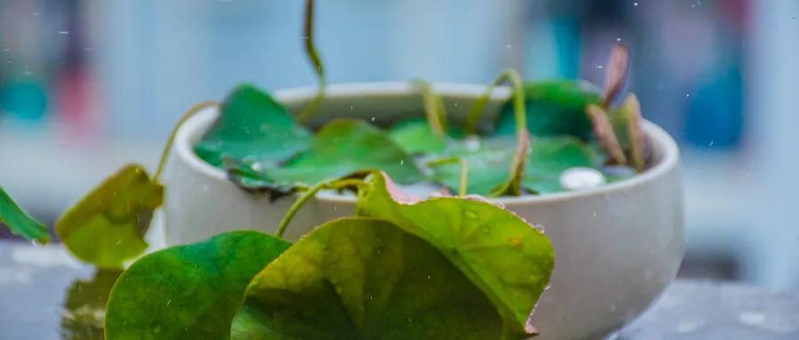 为什么降雨后蚊子会增多？3招速防叮咬