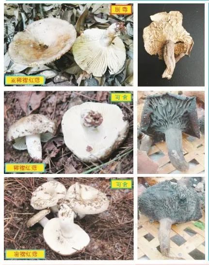 致死率较高！绍兴多人中毒！疾控中心紧急提醒