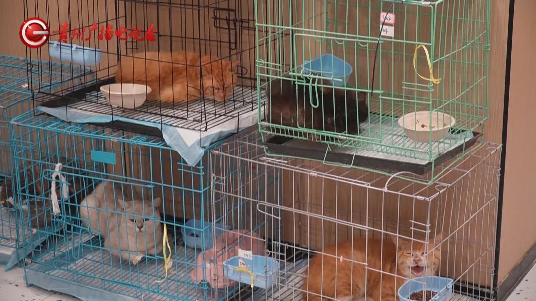 400多只小猫在贵阳获救，状态良好均已安置，网友：贵阳这波上大分