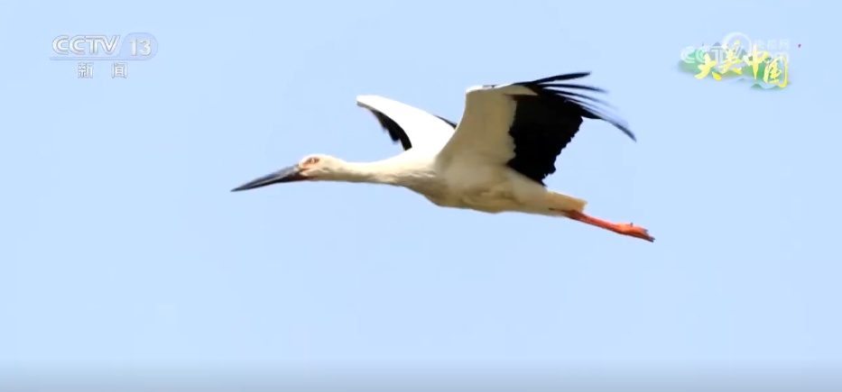 群鸟翔集绘就夏日多彩生态画卷 农文旅融合带动乡村振兴“一路繁花”