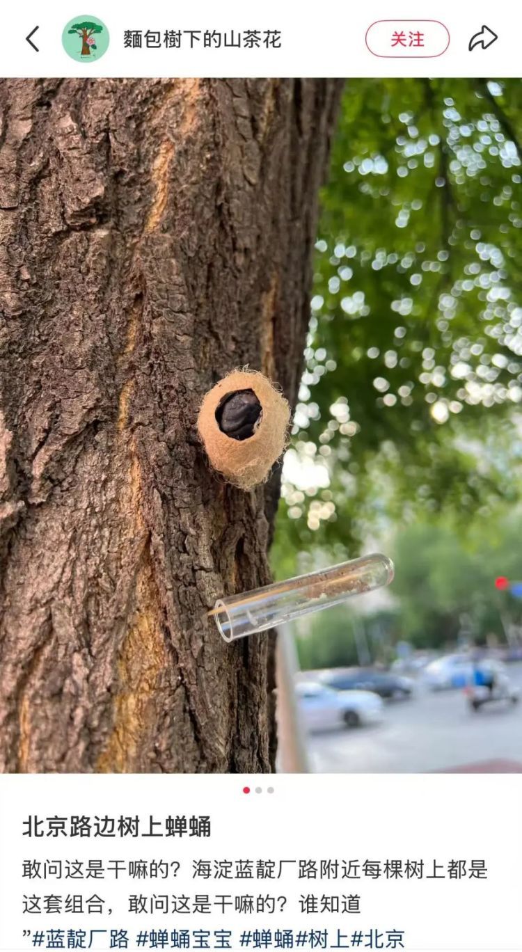 在北京路边看到这种黑色的蛹千万别打!网友:有“编制” 在北京路边看到这种黑色的蛹千万别打!网友:有“编制”