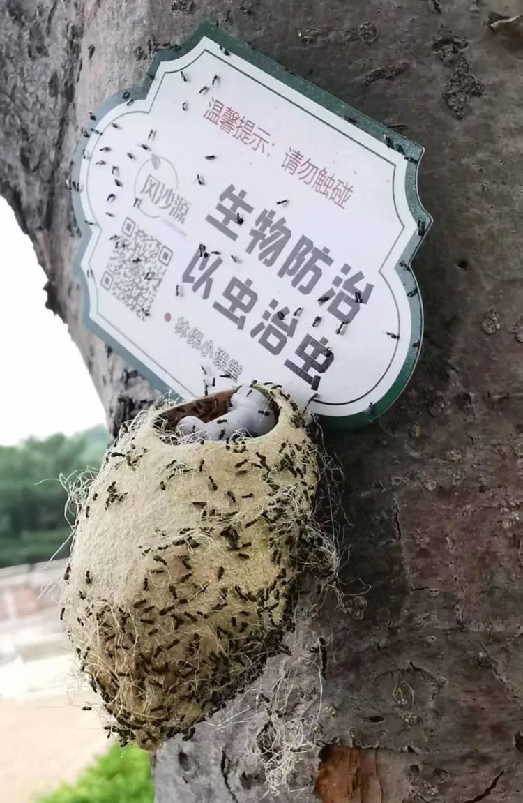 在北京路边看到这种黑色的蛹千万别打!网友:有“编制” 在北京路边看到这种黑色的蛹千万别打!网友:有“编制”
