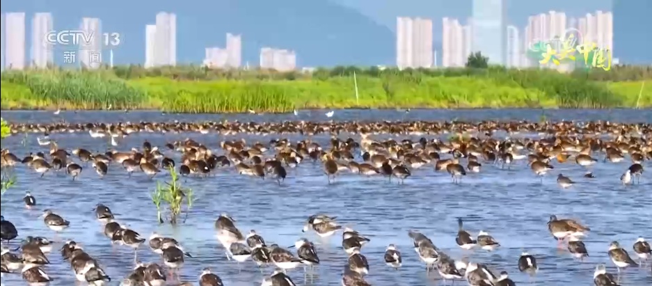 群鸟翔集绘就夏日多彩生态画卷 农文旅融合带动乡村振兴“一路繁花”