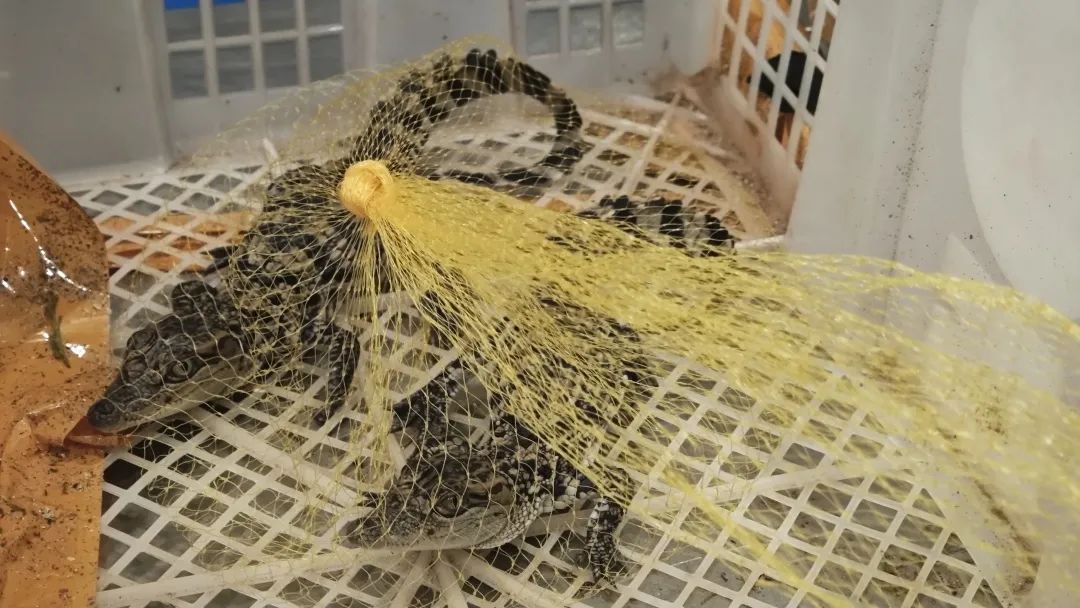 广州海关在一名外籍男性旅客的行李内查获濒危物种乌龟30只、鳄鱼2只 广州海关在一名外籍男性旅客的行李内查获濒危物种乌龟30只、鳄鱼2只