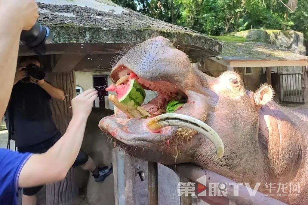 让人羡慕!重庆萌兽们的度夏方式好凉爽 让人羡慕!重庆萌兽们的度夏方式好凉爽