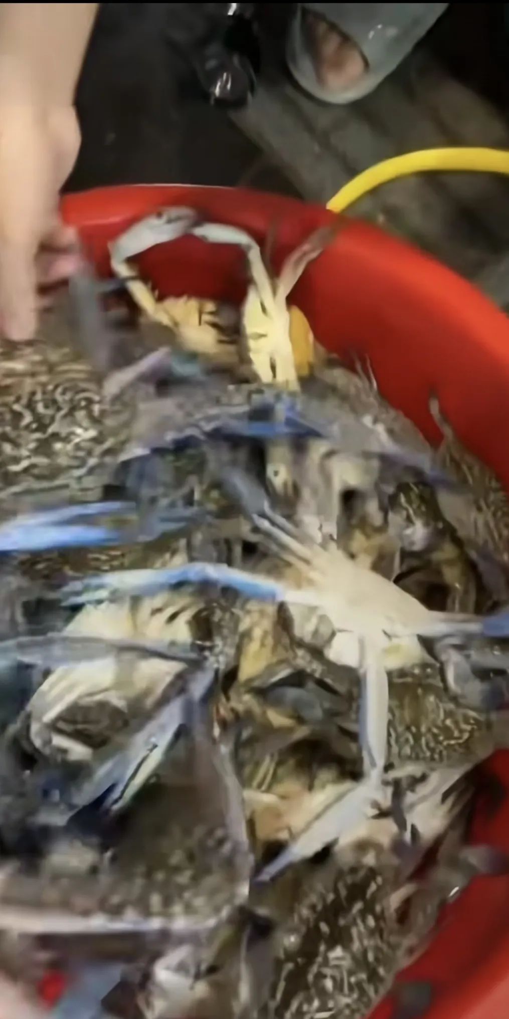 深圳较场尾海滩受赤潮影响现大量花蟹，市民：抓不完，嘴都吃麻了