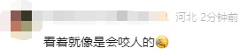 有人家中出现“巨型蟑螂”?网友:房子给它了 有人家中出现“巨型蟑螂”?网友:房子给它了