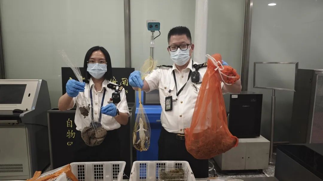 广州海关在一名外籍男性旅客的行李内查获濒危物种乌龟30只、鳄鱼2只 广州海关在一名外籍男性旅客的行李内查获濒危物种乌龟30只、鳄鱼2只
