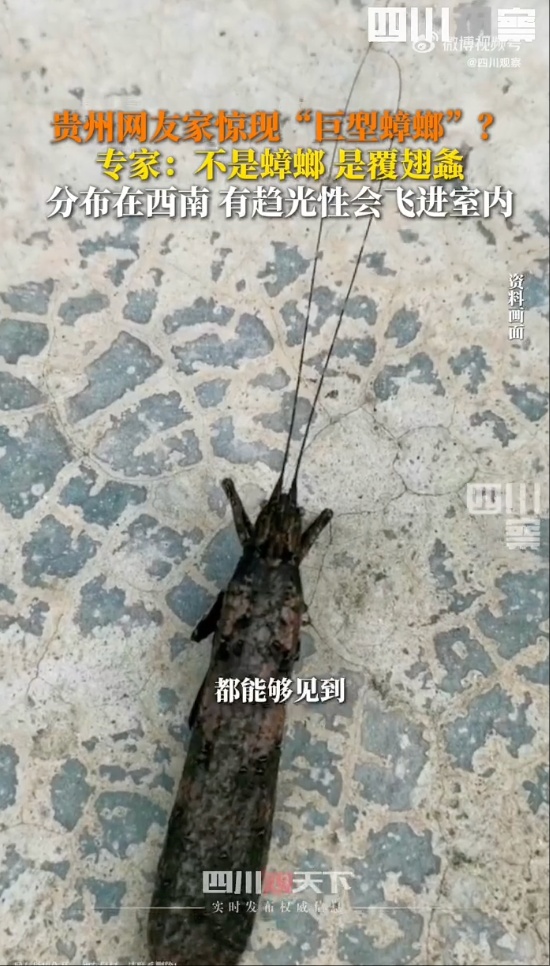 有人家中出现“巨型蟑螂”?网友:房子给它了 有人家中出现“巨型蟑螂”?网友:房子给它了