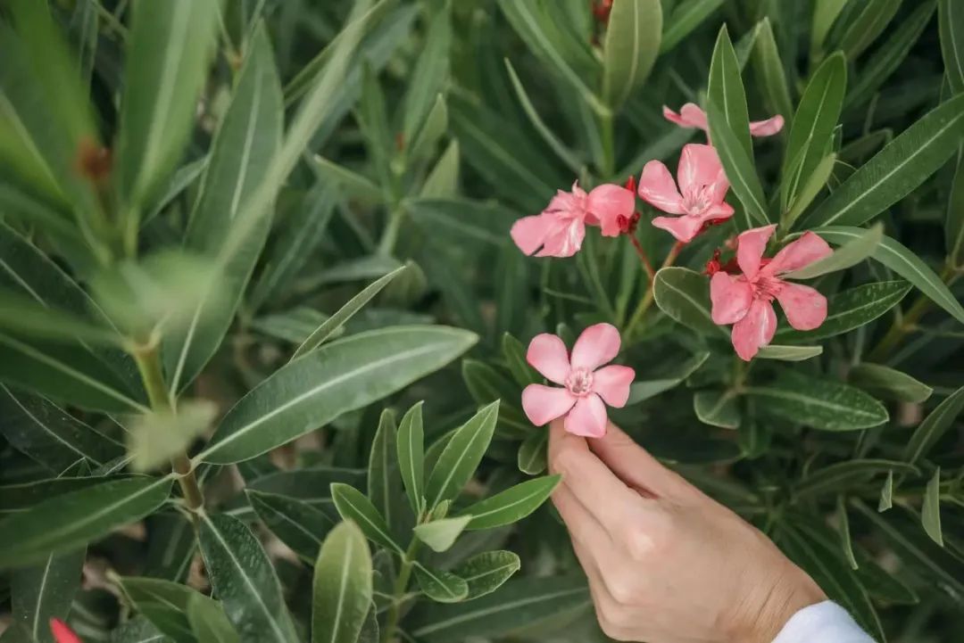 小小几片，直接把人送进ICU！医生：颜值高，有剧毒