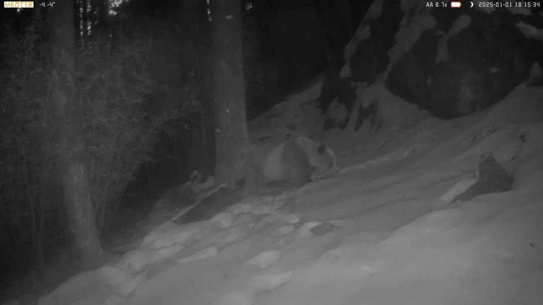 又拍到一只!秦岭再现棕色大熊猫→ 又拍到一只!秦岭再现棕色大熊猫→