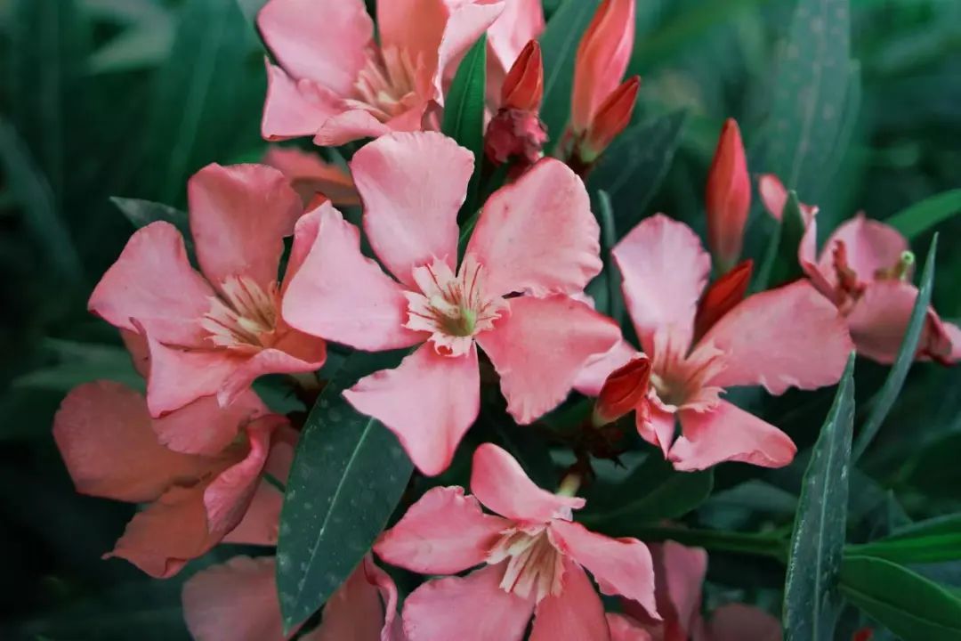 小小几片，直接把人送进ICU！医生：颜值高，有剧毒