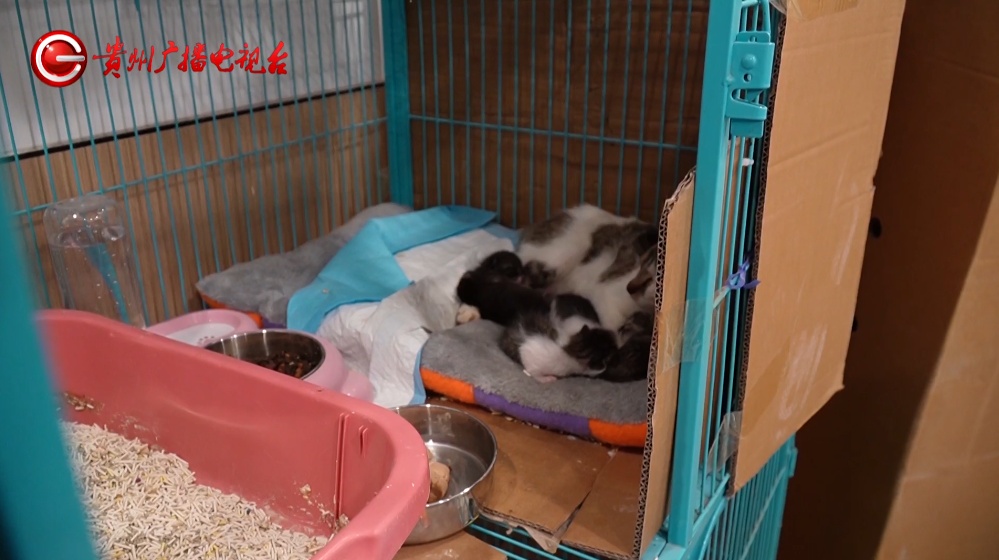 400多只小猫在贵阳获救，状态良好均已安置，网友：贵阳这波上大分